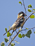 Black headed Grosbeak 0231